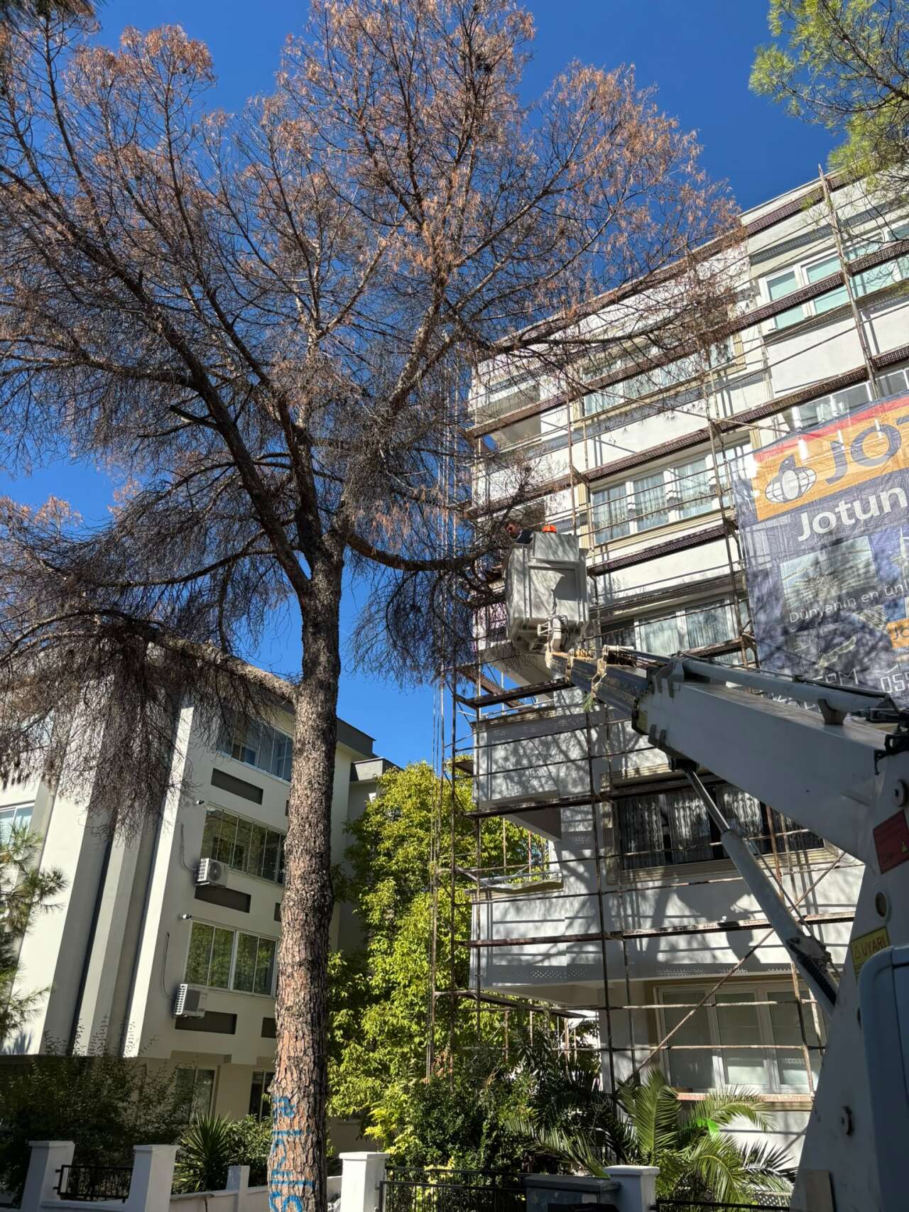 ​Menteşe’de Riskli Ağaçlar İçin Düğmeye Basıldı: Çalışmalar Resmen Başladı 1